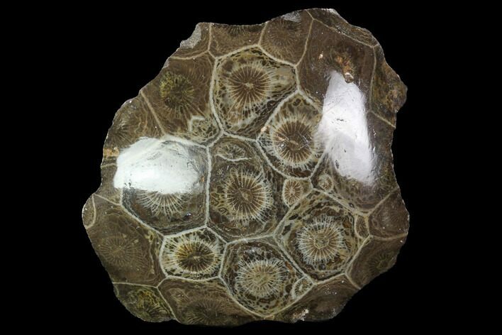 Polished Fossil Coral (Actinocyathus) - Morocco #100705